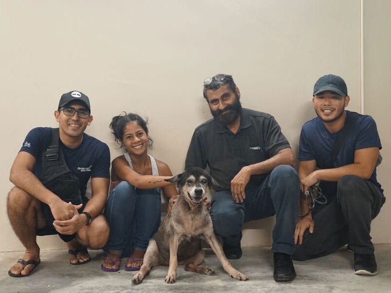 Singaporeans Save Animals 04