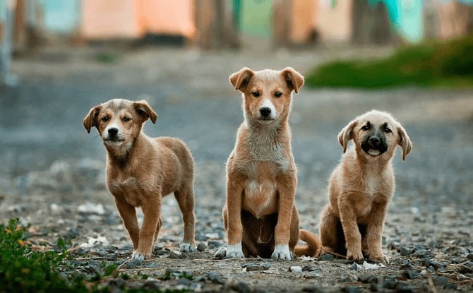 Pet lovers centre