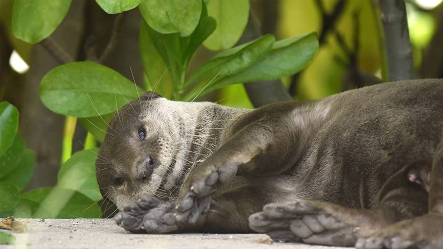 otter lying down on the ground