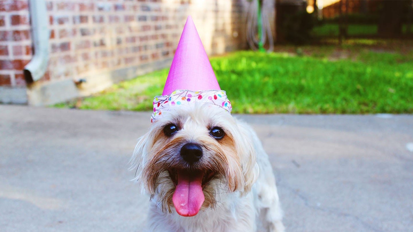 dog in pink party hat