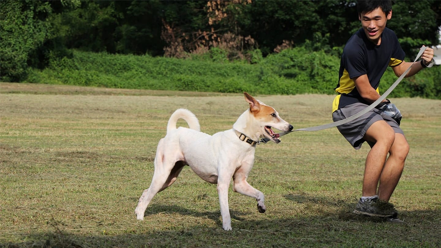 man in blue and yellow shirt playing with dog