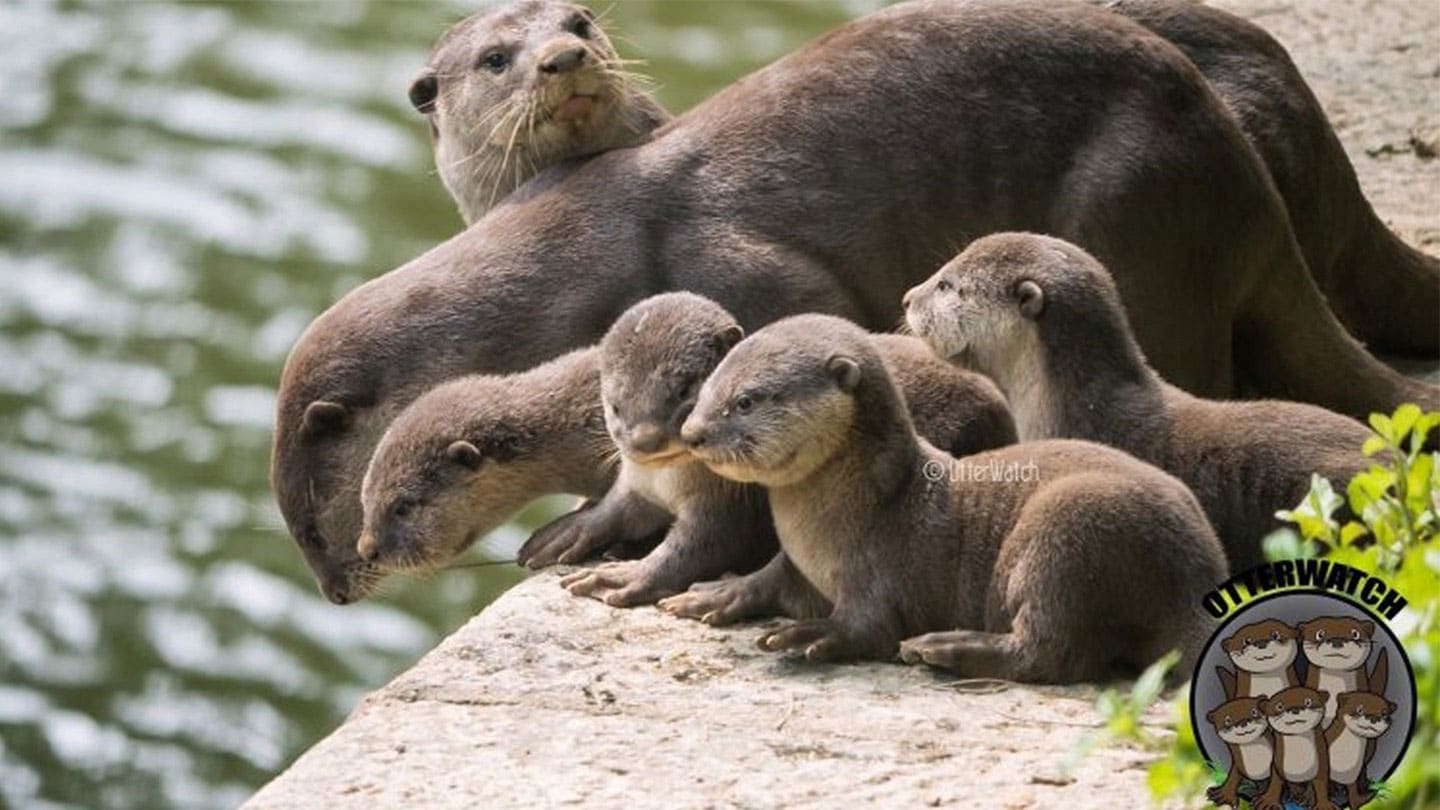 family of otters by a river