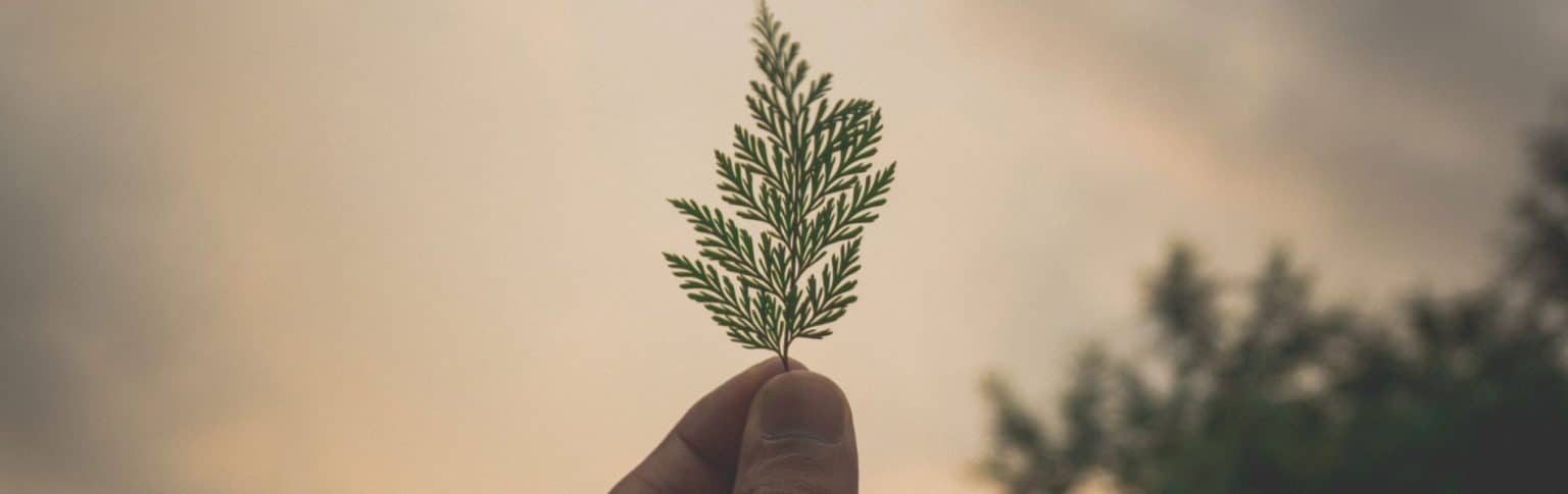 hand holding up a leaf against the sky