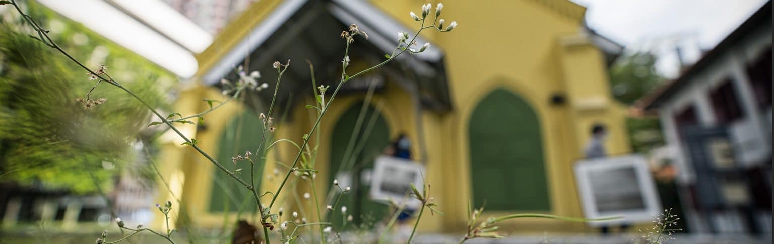 stalk of plant in front of yellow building