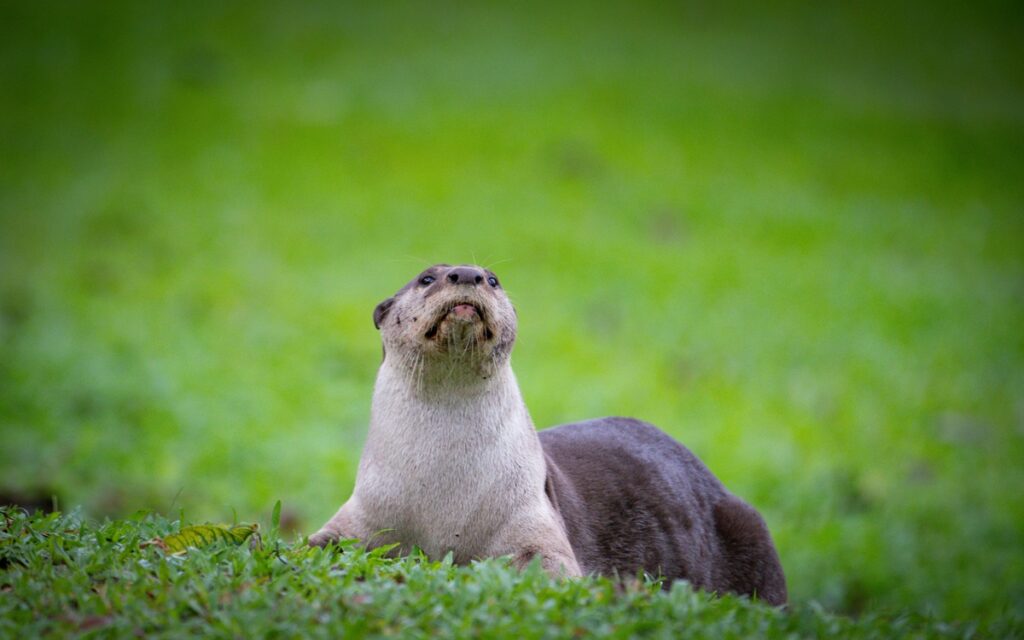 From Food Waste to Wildlife: 3 Environmental Causes in Singapore & How You Can Help 3 otter on grass field