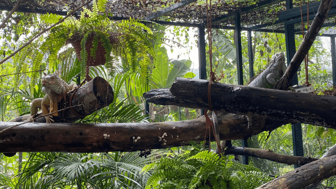 Acres Iguanas