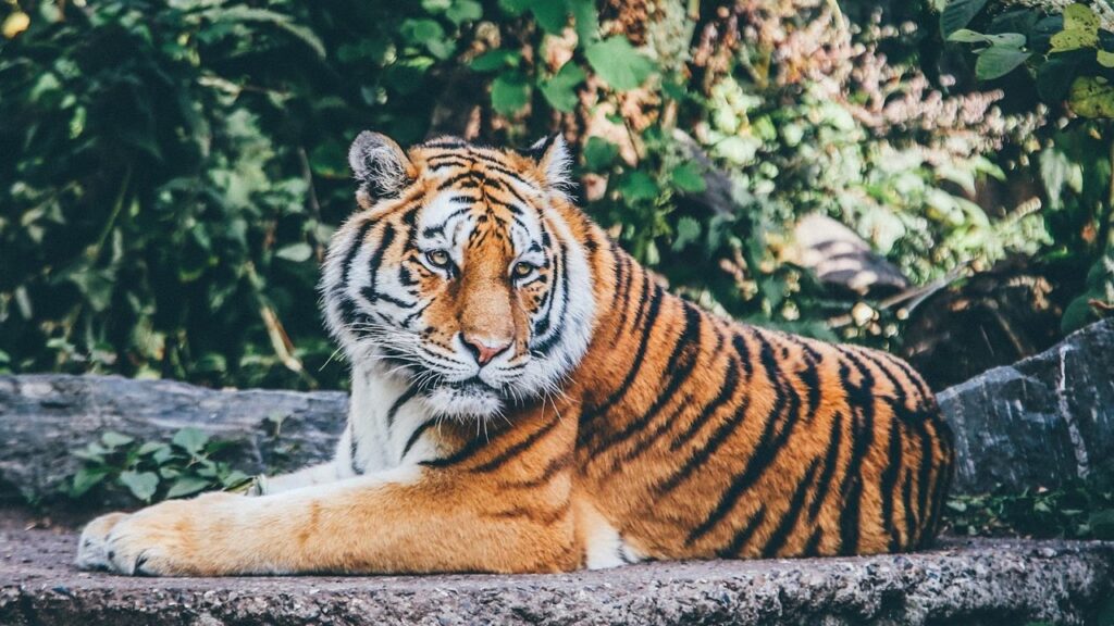 Tiger