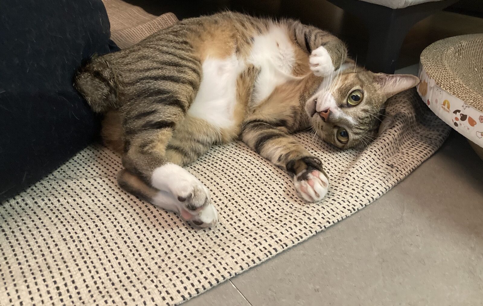 mitzu the cat e1750214920657