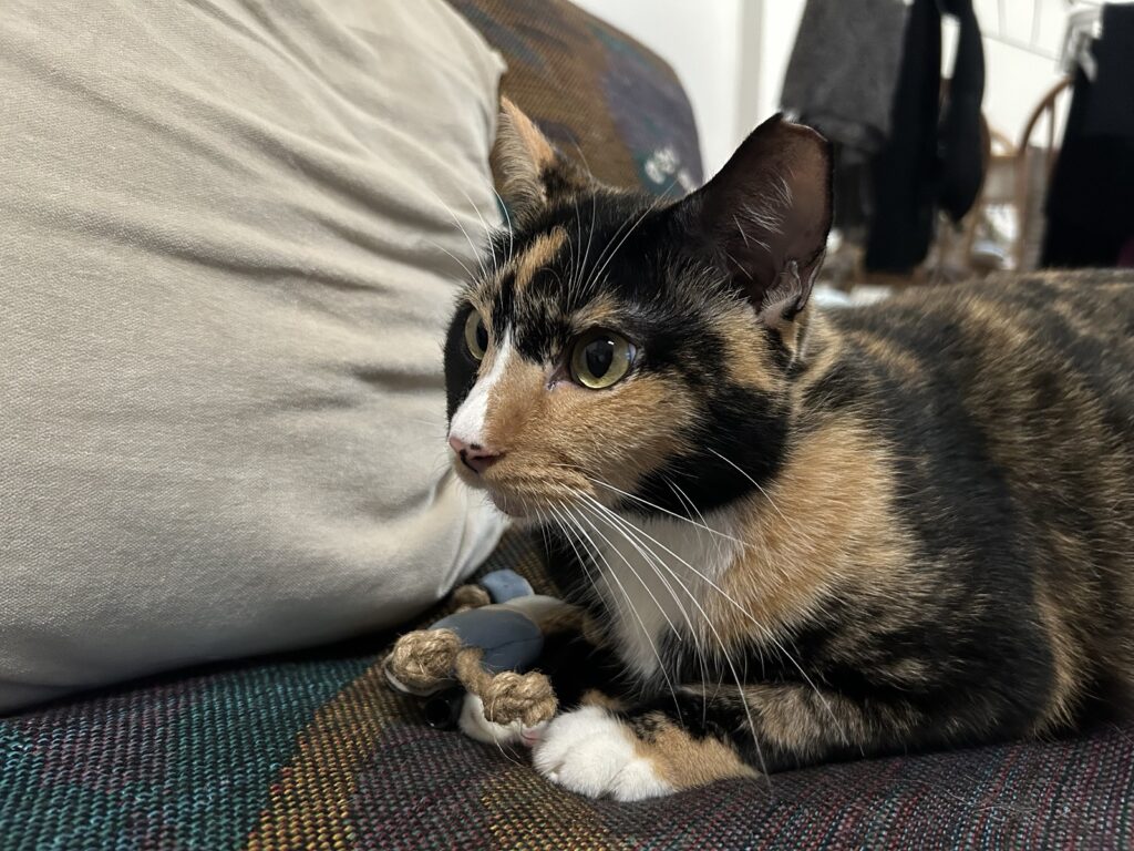 tortie3 1 1024x768 1