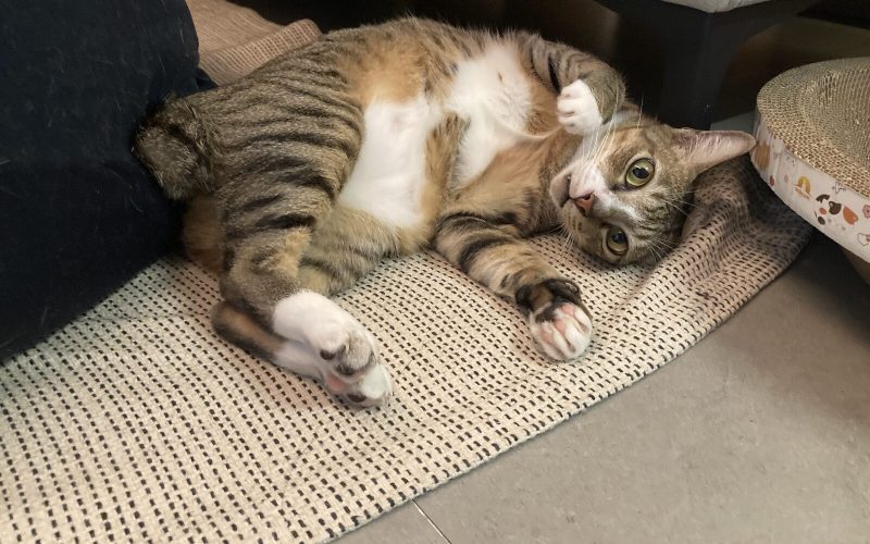 mitzu the cat cozying up on a rug